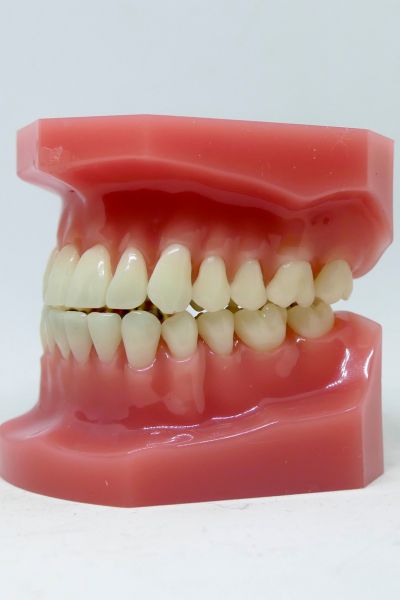 Healthy tooth architecture